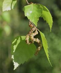 Betula pendula 