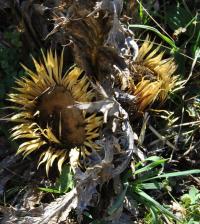 Carlina acanthifolia subsp cynara