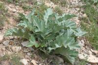 Carlina acanthifolia subsp cynara