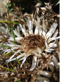 Carlina acaulis subsp. simplex