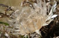 Carlina acaulis subsp. simplex