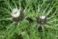 Carlina acaulis subsp. simplex