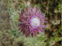 Carlina lanata