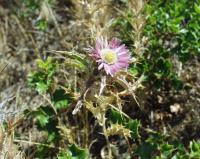 Carlina lanata