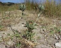 Carlina lanata