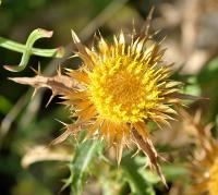 Carlina corymbosa subsp. corymbosa