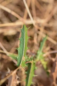 Carlina corymbosa subsp. corymbosa