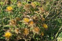 Carlina corymbosa subsp. corymbosa