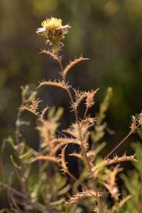 Carlina corymbosa subsp. corymbosa