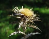 Carlina vulgaris subsp vulgaris