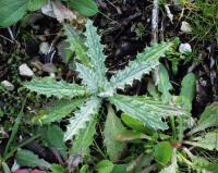 Carlina vulgaris subsp vulgaris