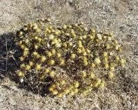 Carlina vulgaris subsp vulgaris