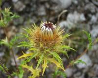 Carlina vulgaris subsp vulgaris