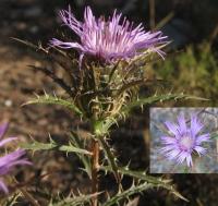 Atractylis humilis