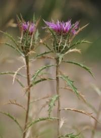 Atractylis humilis