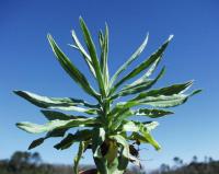 Xeranthemum cylindraceum