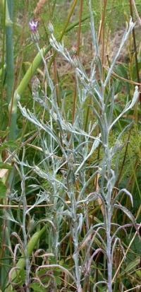 Xeranthemum inapertum