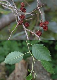 Alnus incana