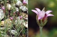 Xeranthemum inapertum