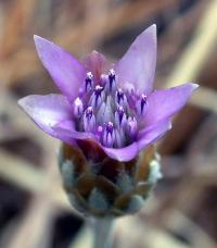 Xeranthemum inapertum