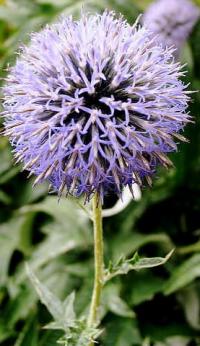 Echinops ritro subsp. ritro