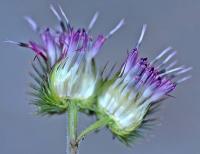 Arctium minus