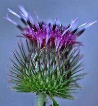 Arctium minus