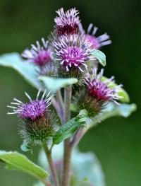 Arctium minus