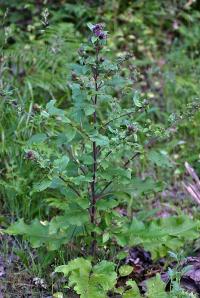 Arctium minus