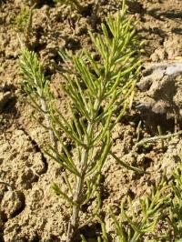 Equisetum arvense