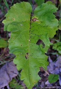 Arctium minus