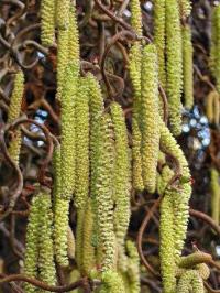 Corylus avellana