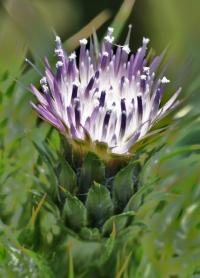 Carduus tenuiflorus Carduus tenuiflorus