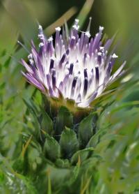 Carduus tenuiflorus