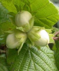 Corylus avellana