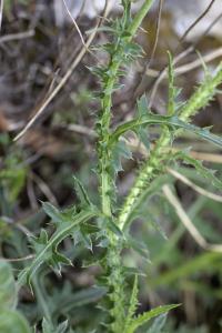 Carduus nigrescens subsp. assoi