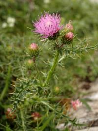 Carduus carlinifolius subsp. carlinifolius