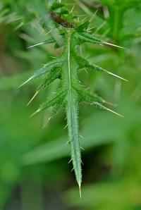 Cirsium vulgare