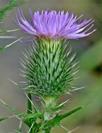 Cirsium vulgare