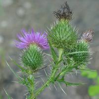 Cirsium vulgare