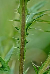 Cirsium vulgare