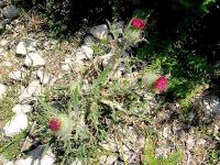 Cirsium echinatum