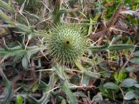 Cirsium echinatum