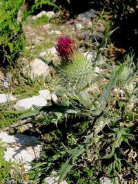 Cirsium echinatum