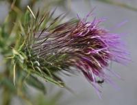 Cirsium odontolepis