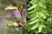 Carpinus betulus