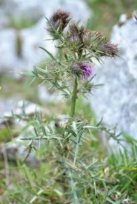 Cirsium odontolepis