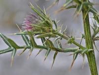 Cirsium odontolepis