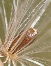 Cirsium eriophorum subsp. richterianum