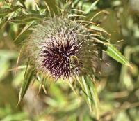 Cirsium eriophorum subsp. richterianum